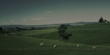 Sheep grazing on a field of grass.