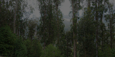 Field of trees.
