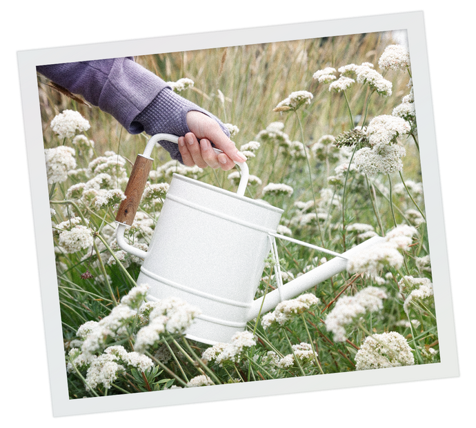 Female holding watering can over a field of plants.